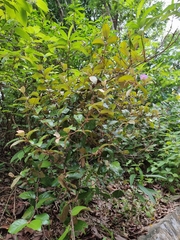 Scurrula ferruginea, photograph (c) Brandon Seah, some rights reserved (CC BY)