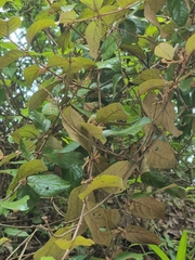 Scurrula ferruginea, photograph (c) Brandon Seah, some rights reserved (CC BY)