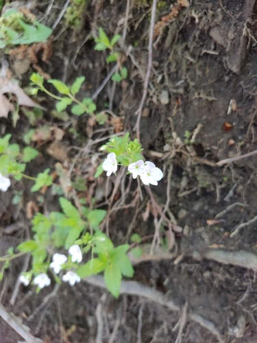 Image of Veronica peduncularis by (c) Kirilll, some rights reserved (CC BY)