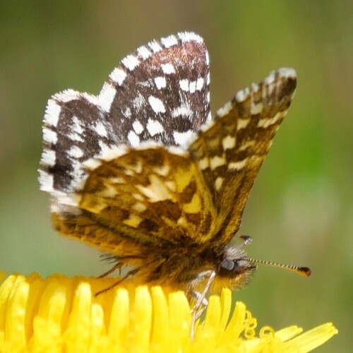 Two-banded Checkered-Skipper