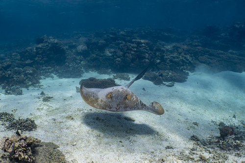Broad Cowtail Stingray, 1 Robinson St, Coral Bay WA 6701, Australia, photo 9 of 10
