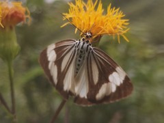 Nyctemera tripunctaria