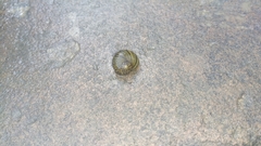 Neritimorpha