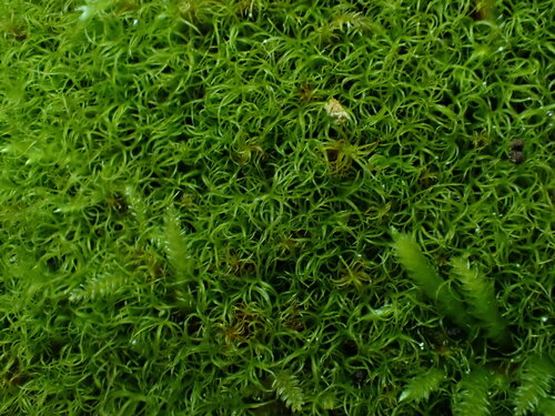Amphidium californicum observed 2025-04-21