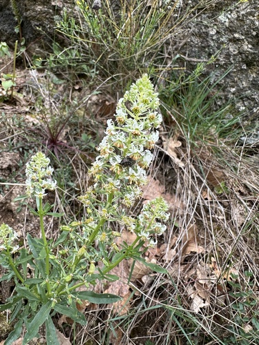Reseda jacquinii (Reseda jacquinii)