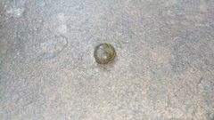 Neritimorpha