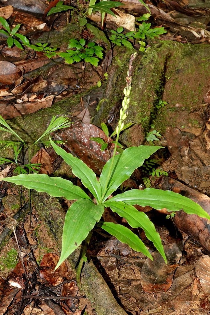 Peristylus novoebudarum