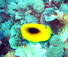Chaetodon speculum