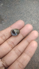 Neritimorpha