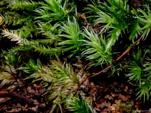 Leucobryum aduncum observed 2025-01-31