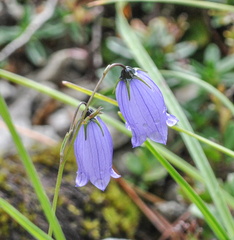 Campanula cespitosa