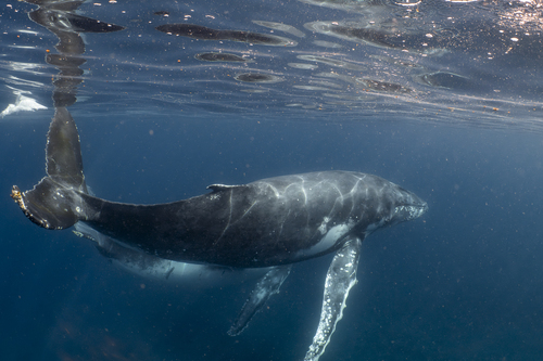 Humpback Whale, photo 9 of 9