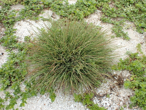 Lepturus repens observed 2025-04-21