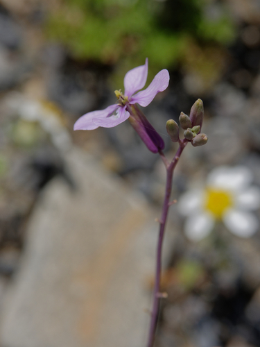 Moricandia arvensis iNat (3)