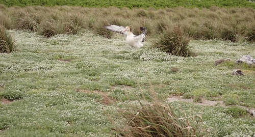 Phoebastria albatrus, 2025-04-16