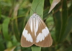 Nyctemera tripunctaria