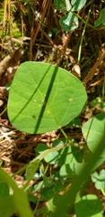 Desmodium rotundifolium