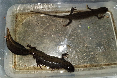 Great Crested Newt, Noord-Brabant, NL, photo 10 of 10
