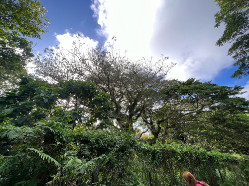 Serianthes nelsonii observed 2023-03-24