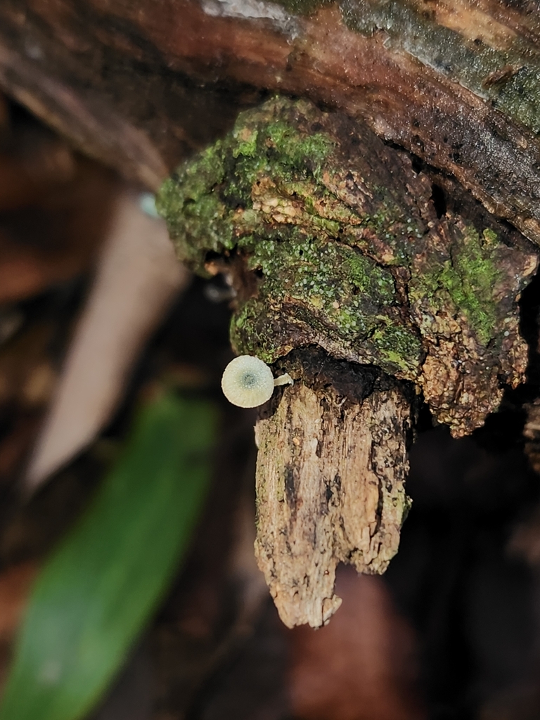 Mycena interrupta · April 2025 · photo: © archie_tarn (iNaturalist, cc-by)