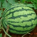 Watermelon - Photo (c) Ahmad Fuad Morad, some rights reserved (CC BY-NC-SA)