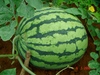 Watermelon - Photo (c) Ahmad Fuad Morad, some rights reserved (CC BY-NC-SA)