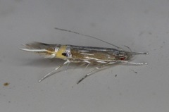 Cosmopterix fernaldella