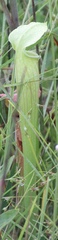 Sarracenia