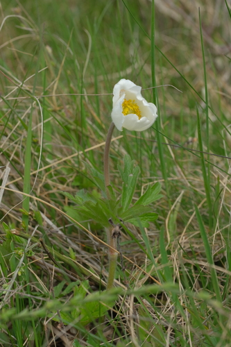 Anemone sylvestris