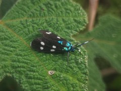 Chrysartona stipata