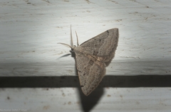 Dichromodes limosa