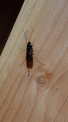 Urocerus gigas