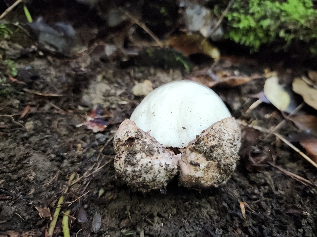 Claustula fischeri · April 2025 · photo: © nicnation (iNaturalist, cc-by)