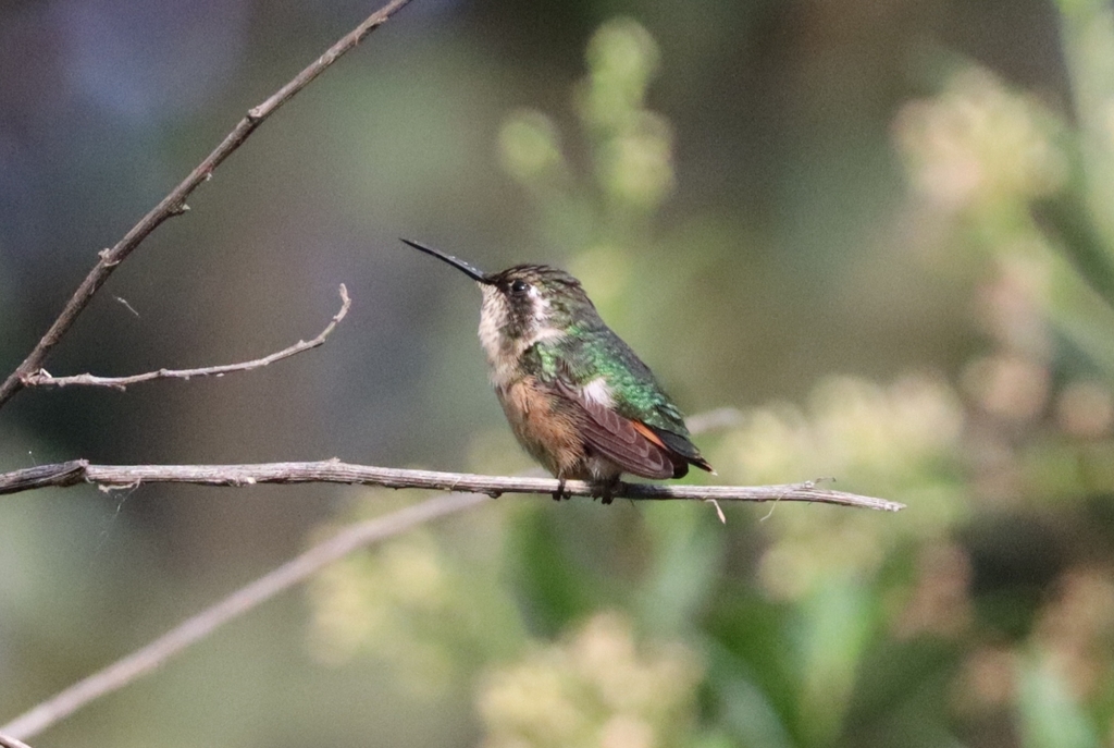 Slender-tailed Woodstar