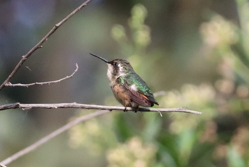 Slender-tailed Woodstar (Microstilbon burmeisteri), photo 3