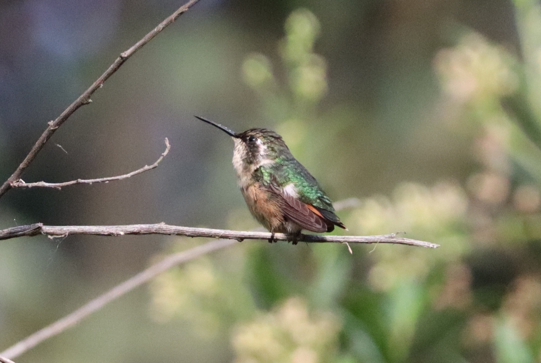 Slender-tailed Woodstar (Microstilbon burmeisteri), photo 3