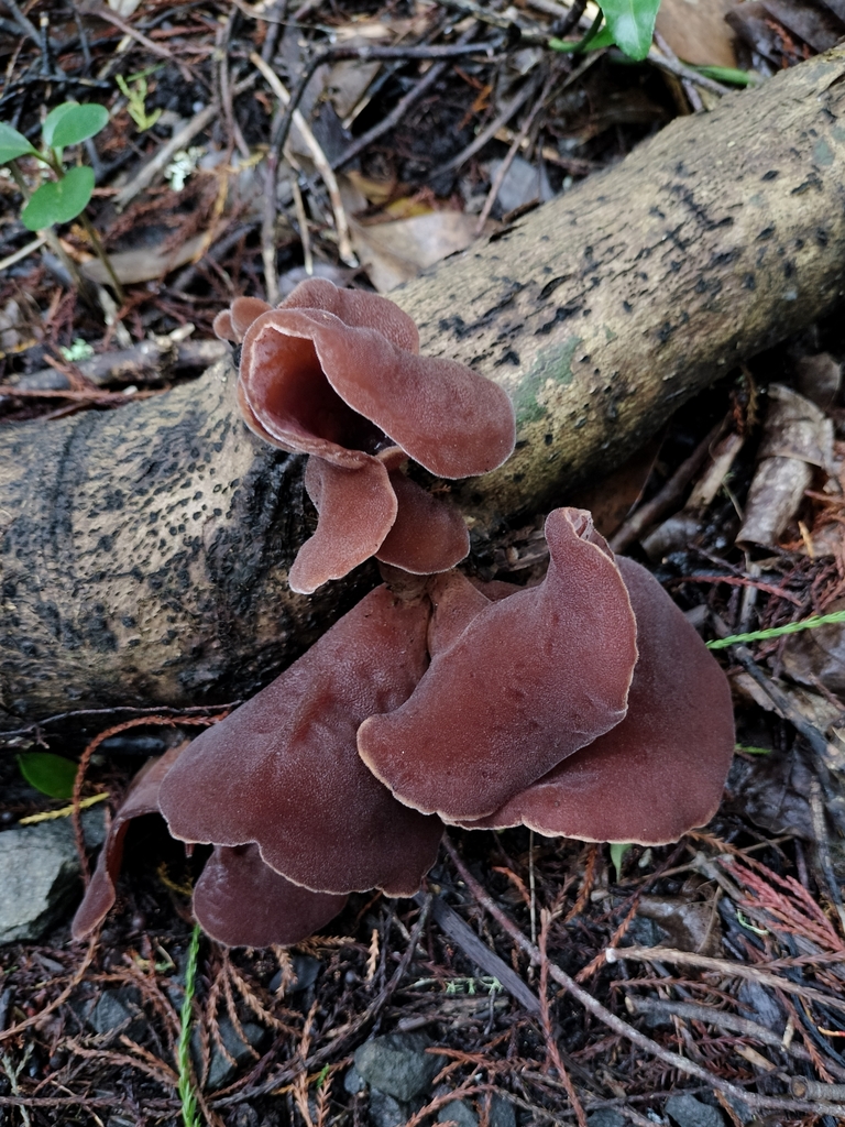 Auricularia cornea · April 2025 · photo: © bagels_nz (iNaturalist, cc0)