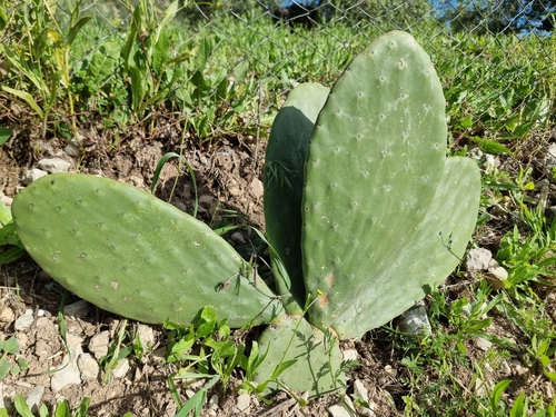 Avistamiento Chumbera (Opuntia ficus-indica)