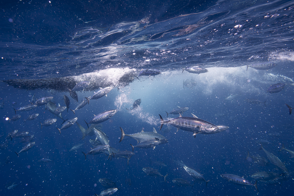 Photo of Skipjack tuna (Katsuwonus pelamis)