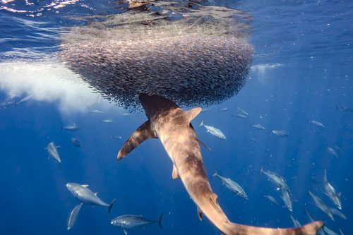 Black-tipped whaler (Carcharhinus brachyurus) — Carcharhinidae — 3