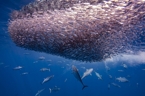 Photo of Skipjack tuna (Katsuwonus pelamis)