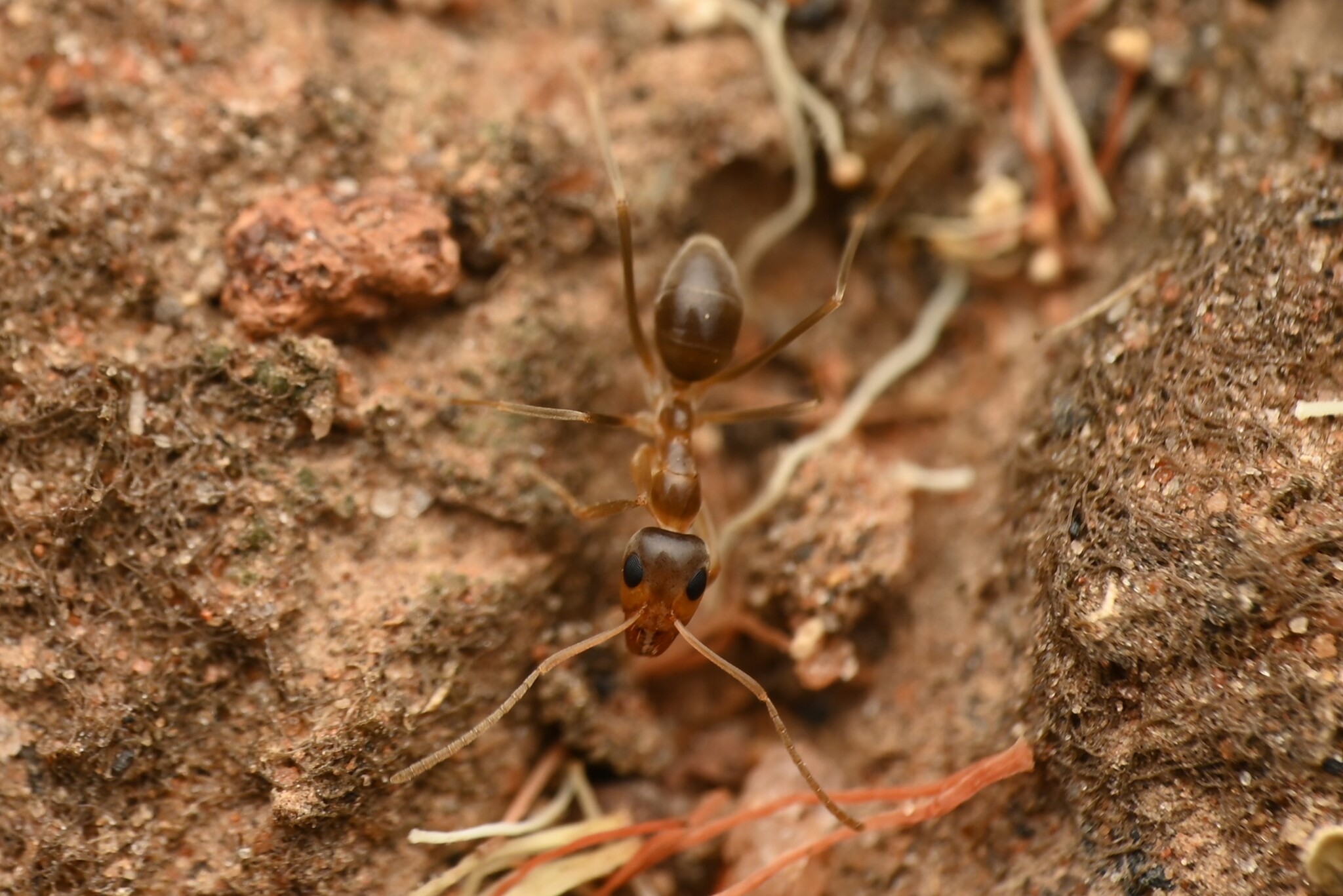 Iridomyrmex hartmeyeri
