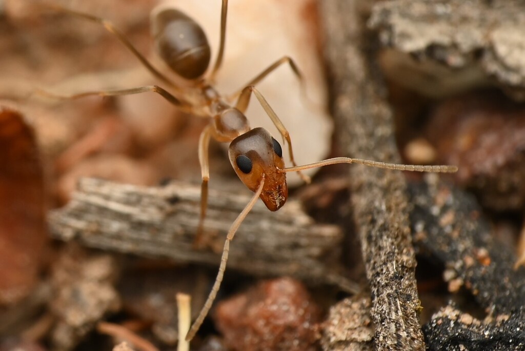 Iridomyrmex hartmeyeri