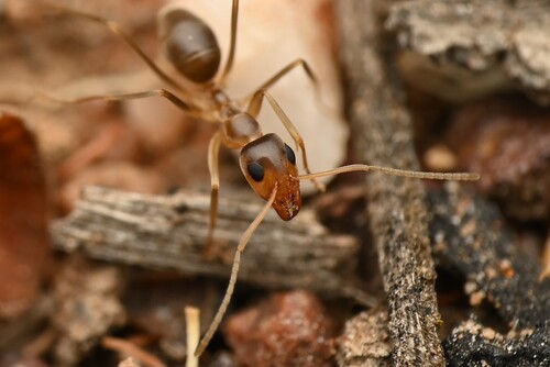 Iridomyrmex hartmeyeriIridomyrmex hartmeyeri