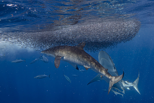 Bay-shark (Carcharhinus obscurus) — Carcharhinidae — 2