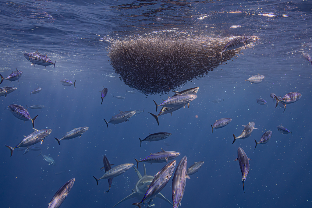 Photo of Kawakawa (Euthynnus affinis)