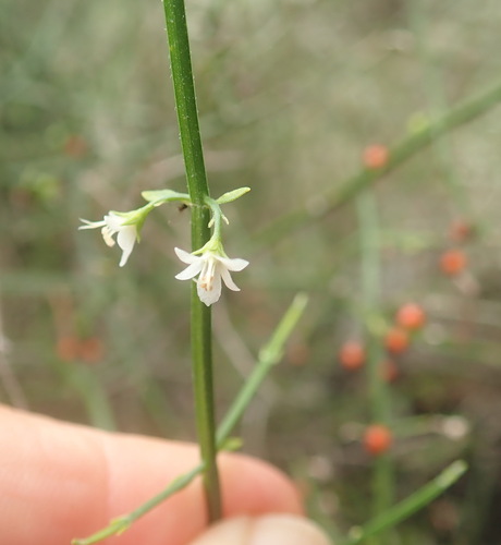Image of Teucrium junceum by (c) Ruth Palsson, some rights reserved (CC BY-SA)