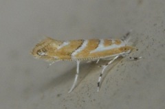 Lithocolletinae