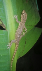 Hemidactylus frenatus