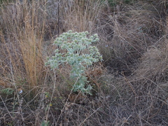 Eryngium campestre